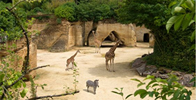 Zoo de Doué la Fontaine